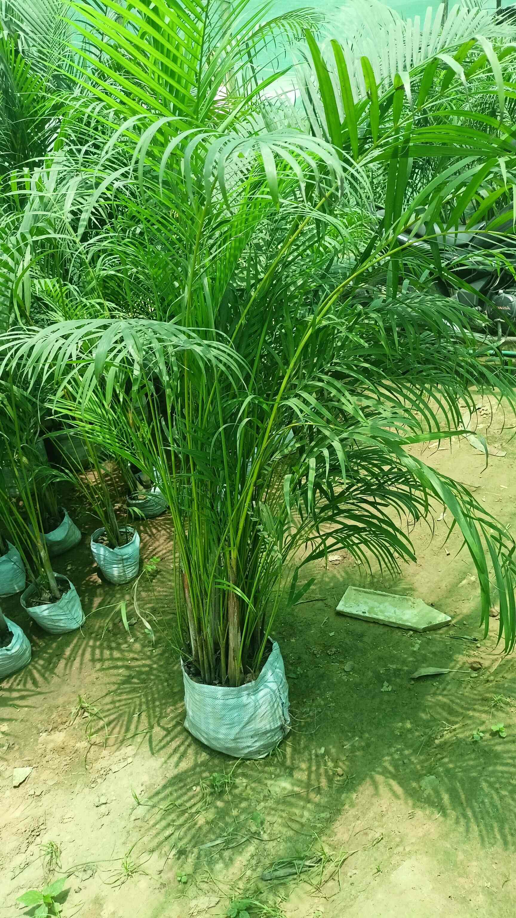 Top Plant Nurseries in Sohna Road,Gurgaon Best Government Plant