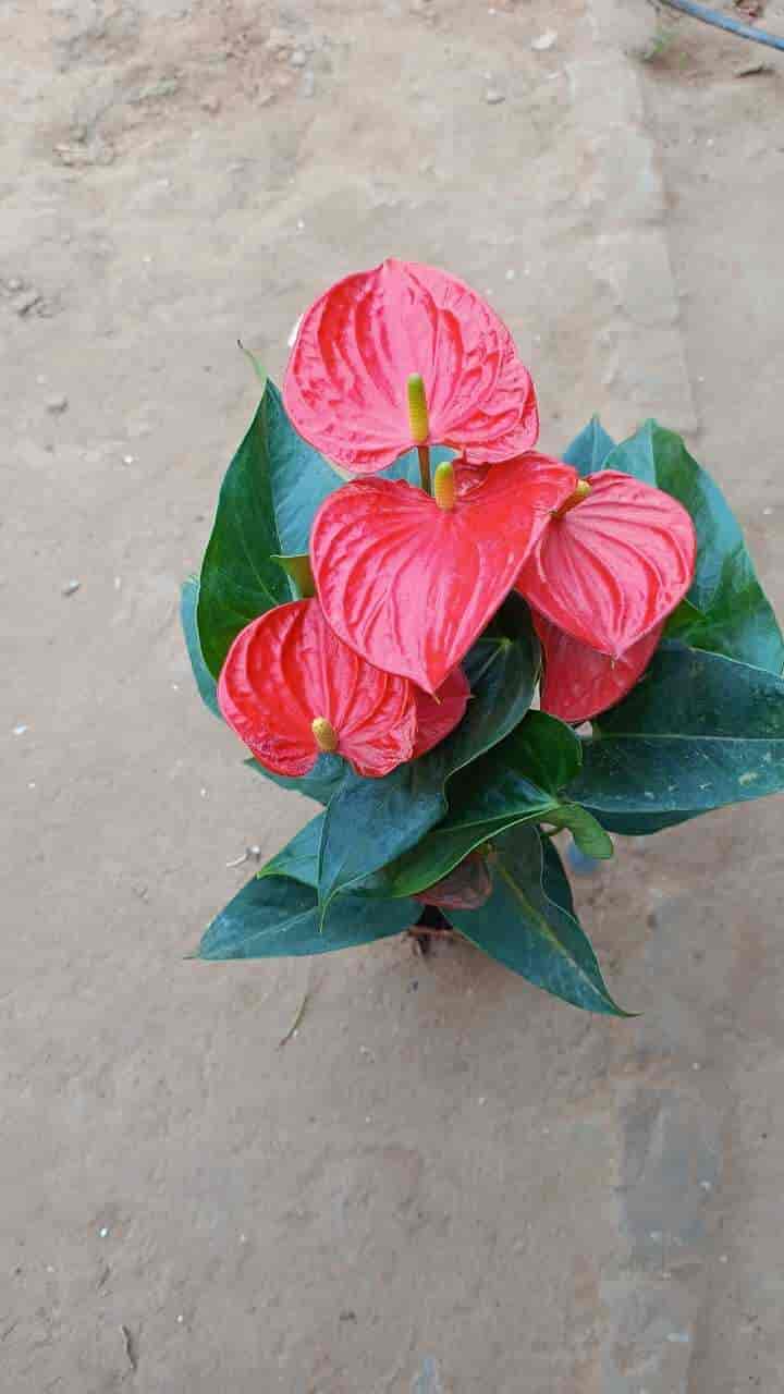 Top Plant Nurseries in Sohna Road,Gurgaon Best Government Plant