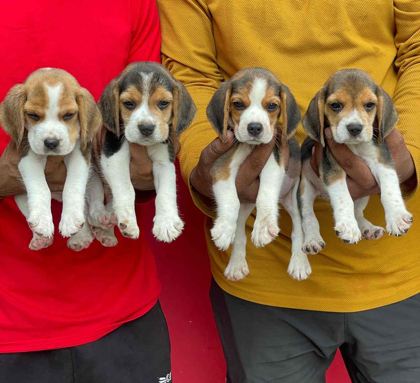 Pahal Pet Paradise in Noida Sector 62,Delhi Best Aquarium Accessory