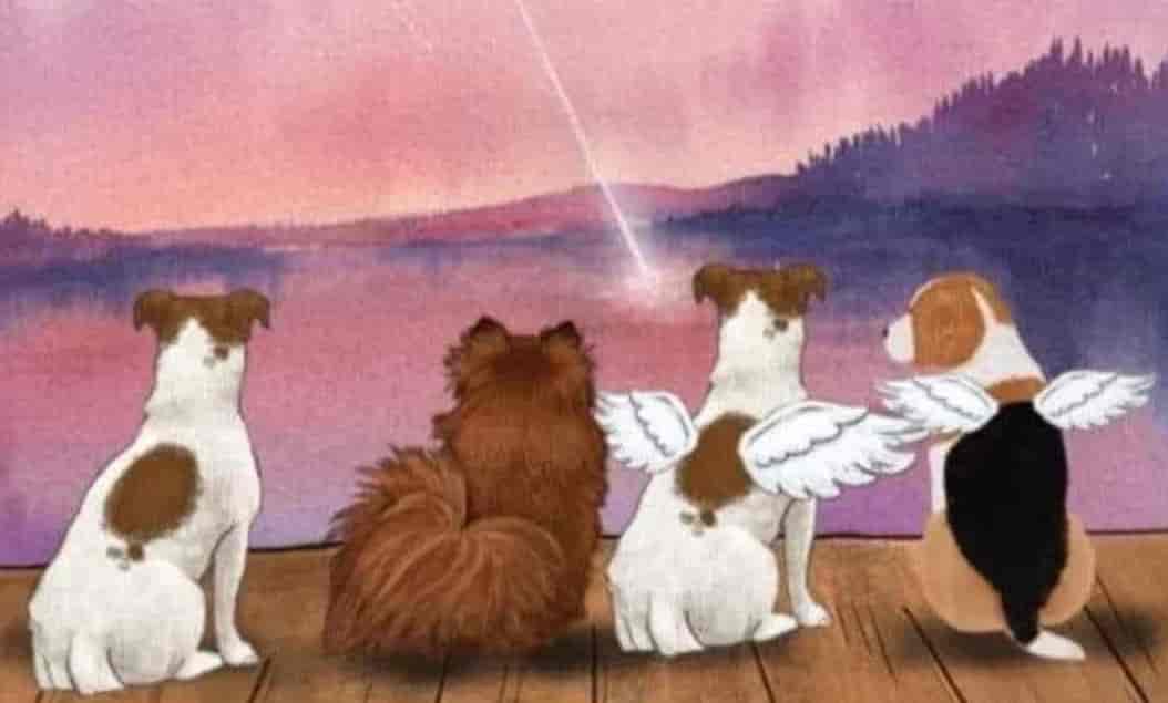 Pahal Pet Paradise in Noida Sector 62,Delhi Best Aquarium Accessory