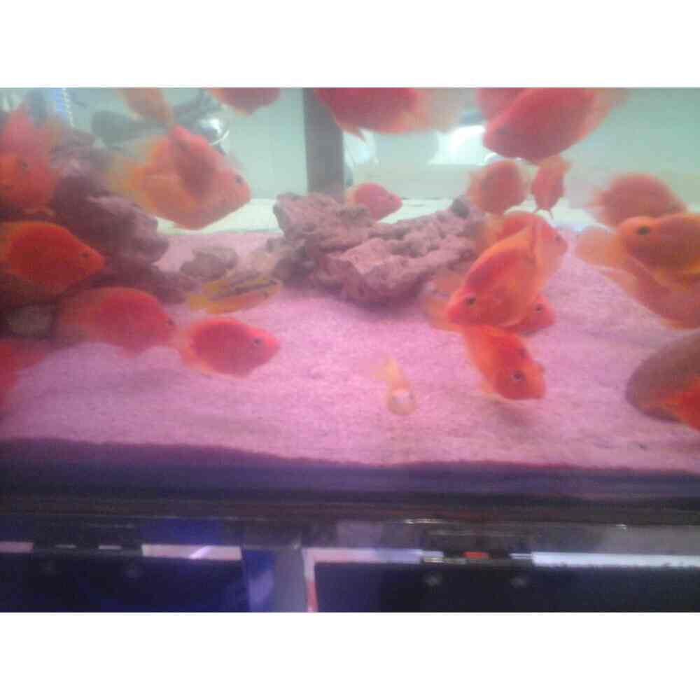 Top Aquariums in Geeta Colony Best Fish Tank Dealers near me Justdial