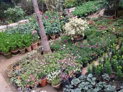 D S Kataria Nursery Photos Nizamuddin Delhi Pictures Images D S Kataria Nursery Photos Nizamuddin