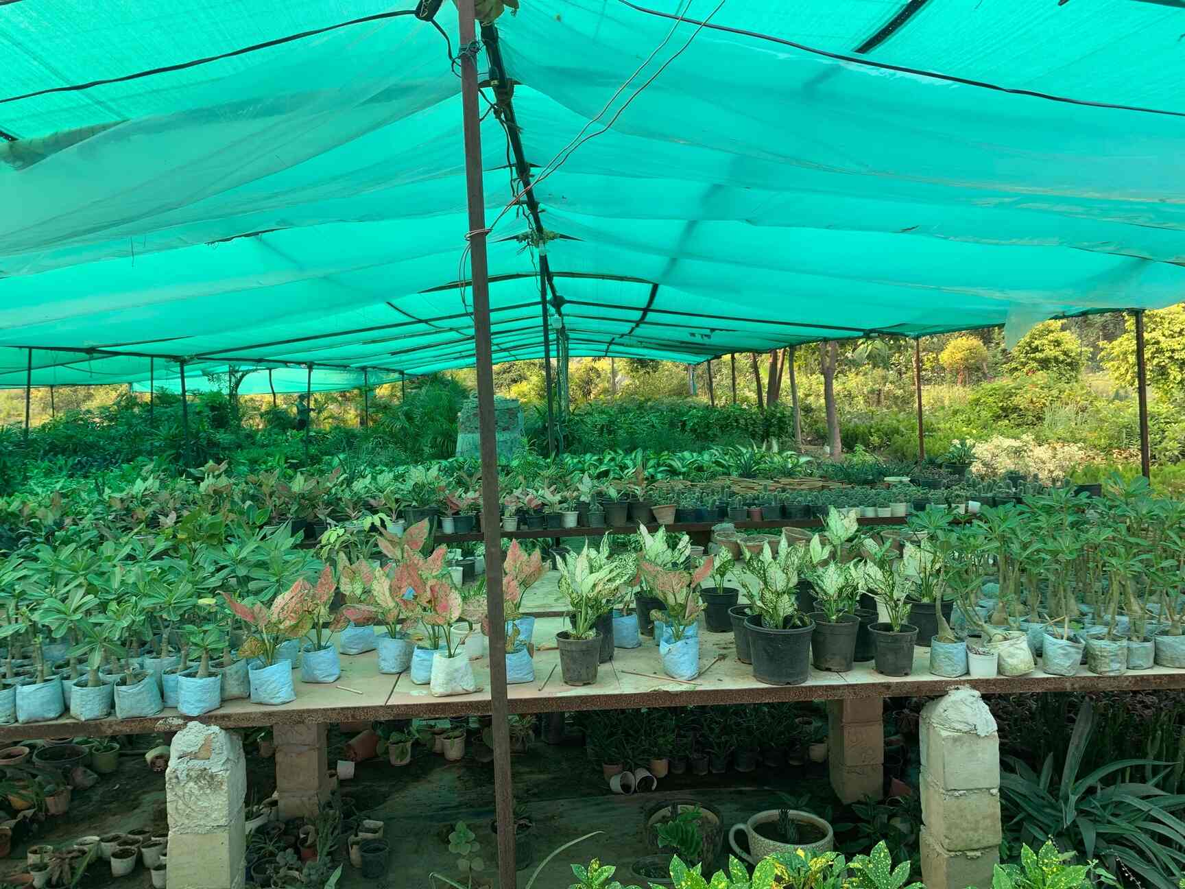 Top Abana Homes Plant Nurseries in Delhi Best Abana Homes Plant