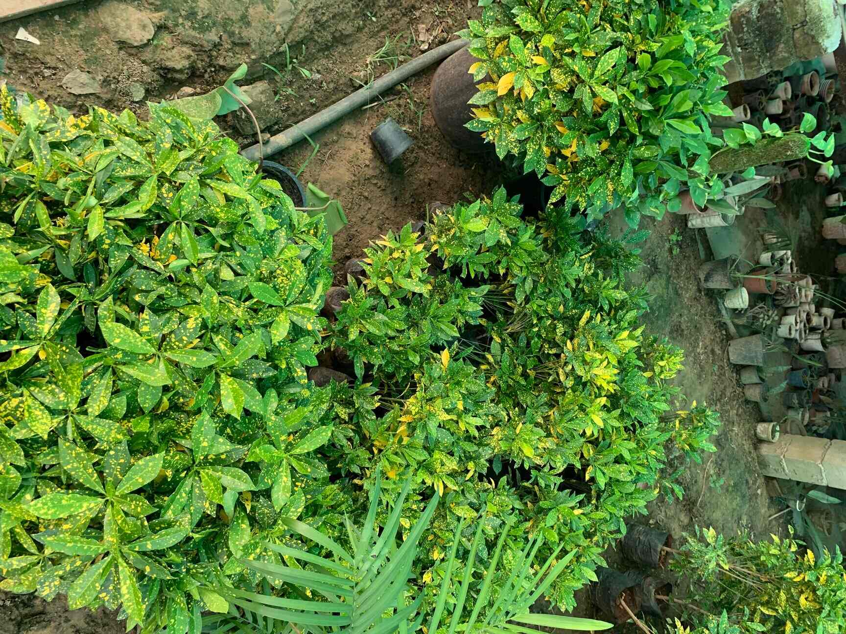 Top Abana Homes Plant Nurseries in Delhi Best Abana Homes Plant