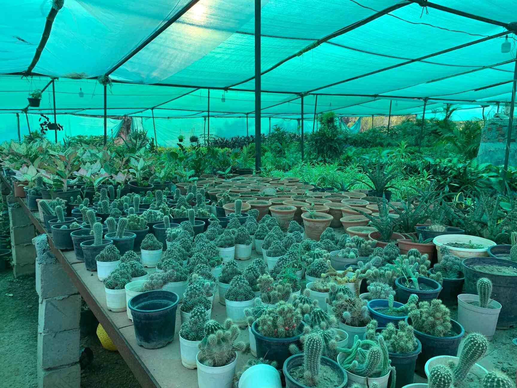 Top Abana Homes Plant Nurseries in Delhi Best Abana Homes Plant