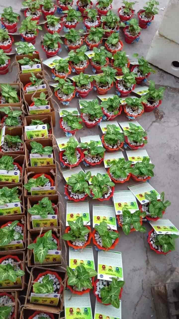 Top Plant Nurseries in Beta 1Greater Noida,Delhi Best Government