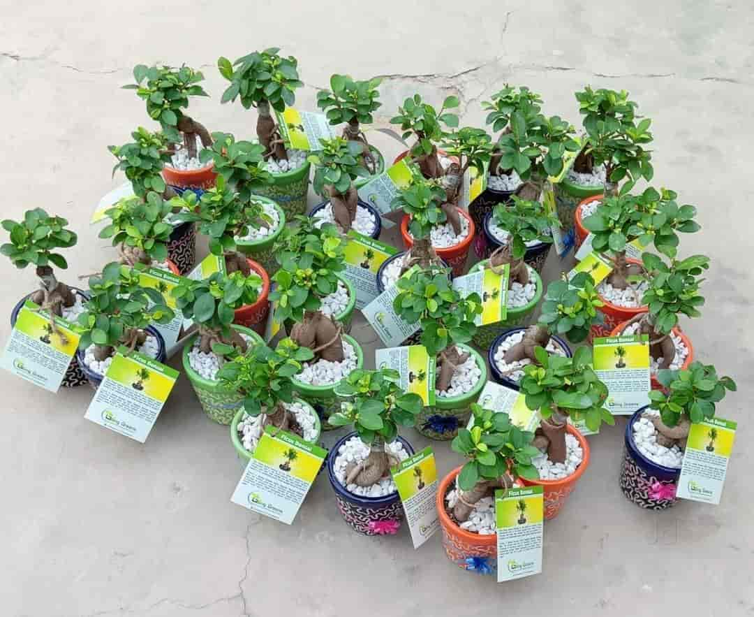 Top Plant Nurseries in Beta 1Greater Noida,Delhi Best Government
