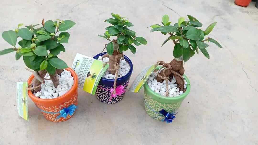 Top Plant Nurseries in Beta 1Greater Noida,Delhi Best Government
