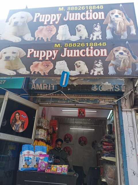 puppies world moti nagar