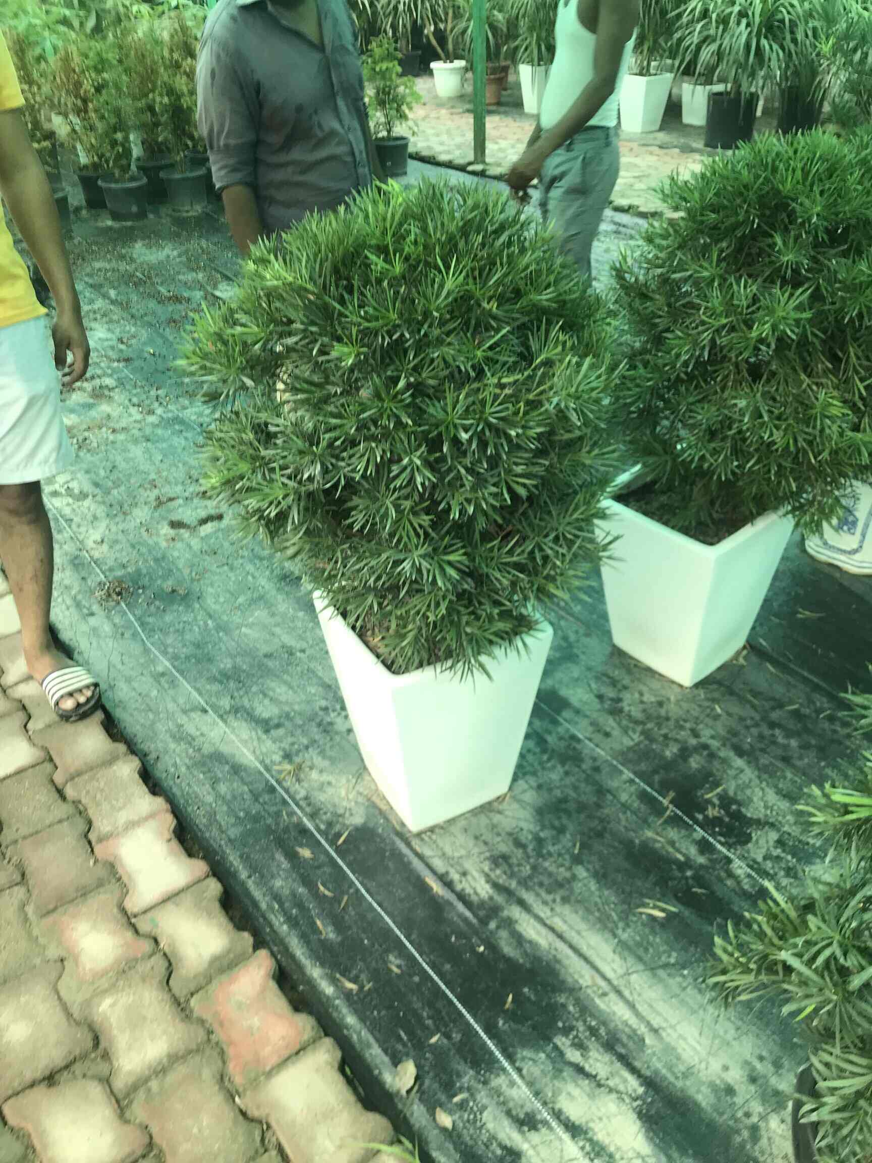 Top Plant Nurseries in Hari Nagar Extn,Delhi Best Government Plant