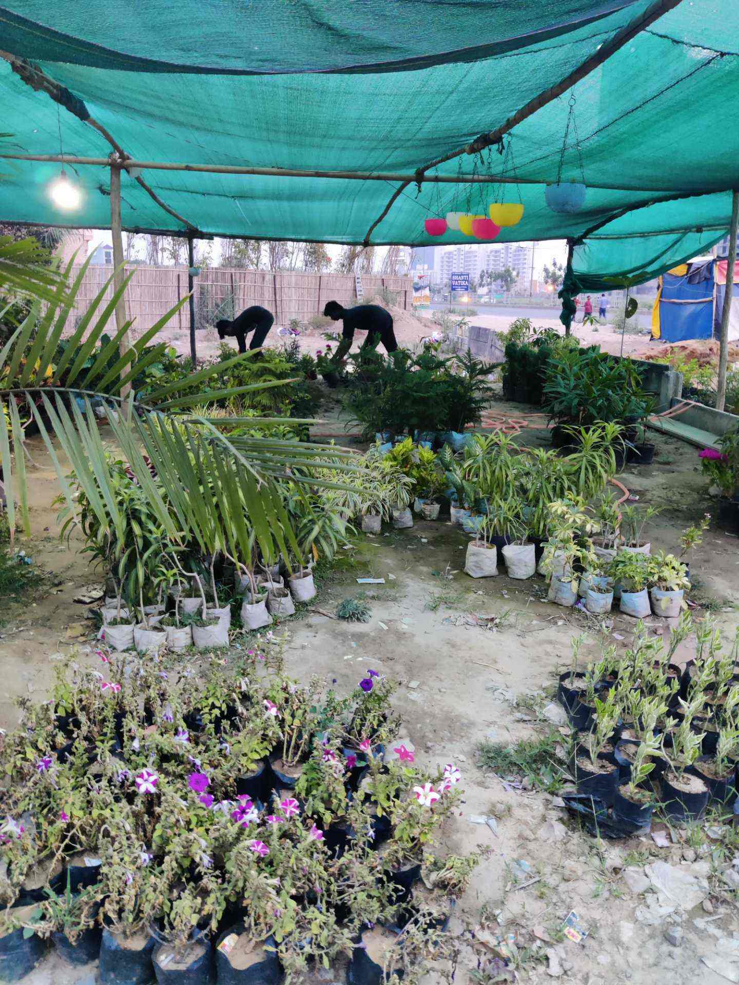 Top Renold Plant Nurseries in Civil Lines Best Renold Plant Nurseries