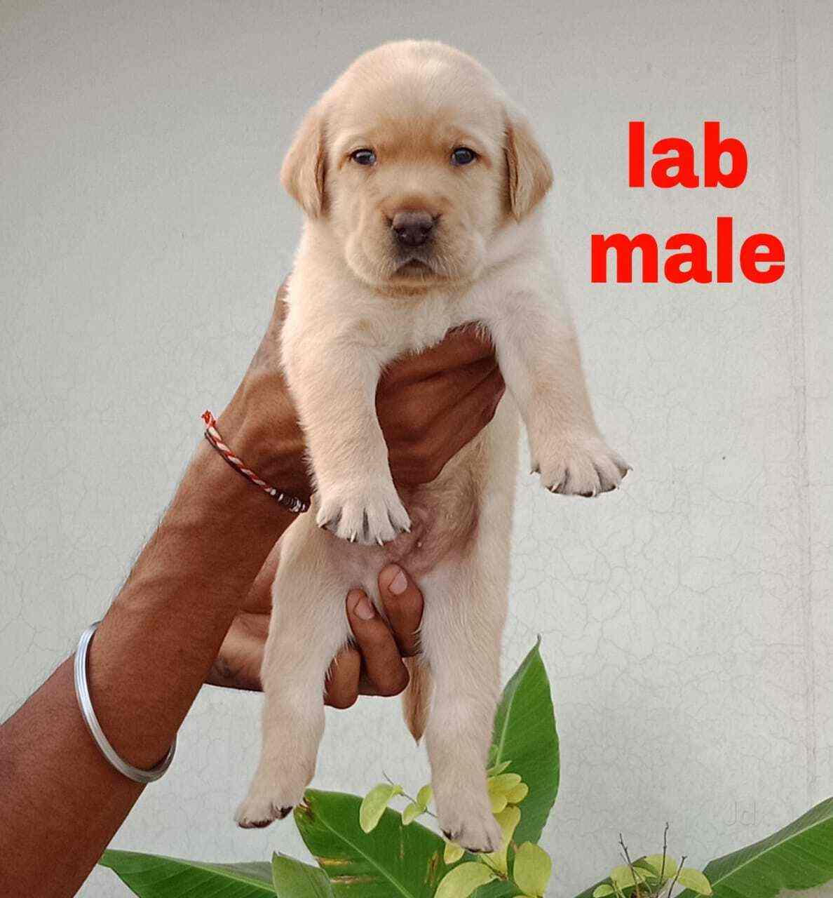 Top Pet Shops in Delhi Best Pet Store near me Justdial