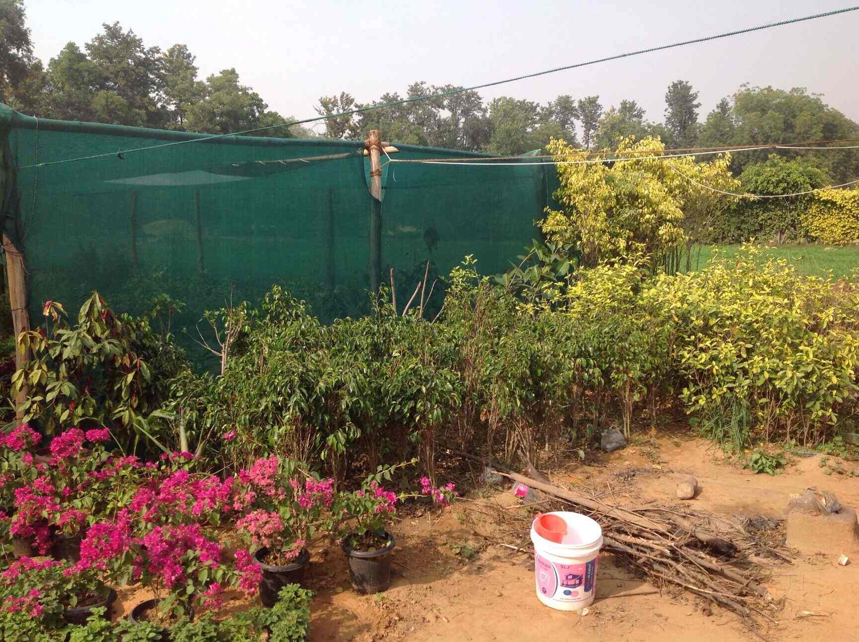 Top Tree Nurseries in Sunder Nagri Best Nursery Tree Creepers Delhi