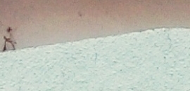 Jahangir Memorial Bright Academy in Lar, Deoria