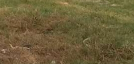 Gurukul Mission School in Salempur, deoria