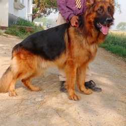 Top Pet Shops For German Shepherd Dog in Deoria New Colony Best German Shepherd Dog Dealers Deoria Justdial