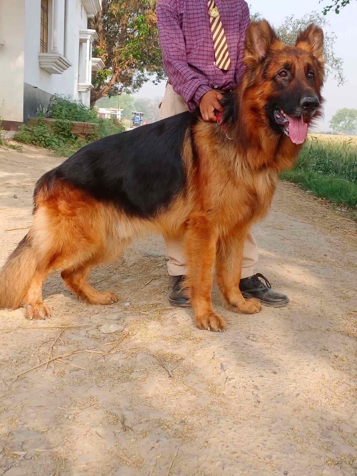 Top Pet Shops For German Shepherd Dog in Deoria Best German Shepherd Dog Dealers Justdial