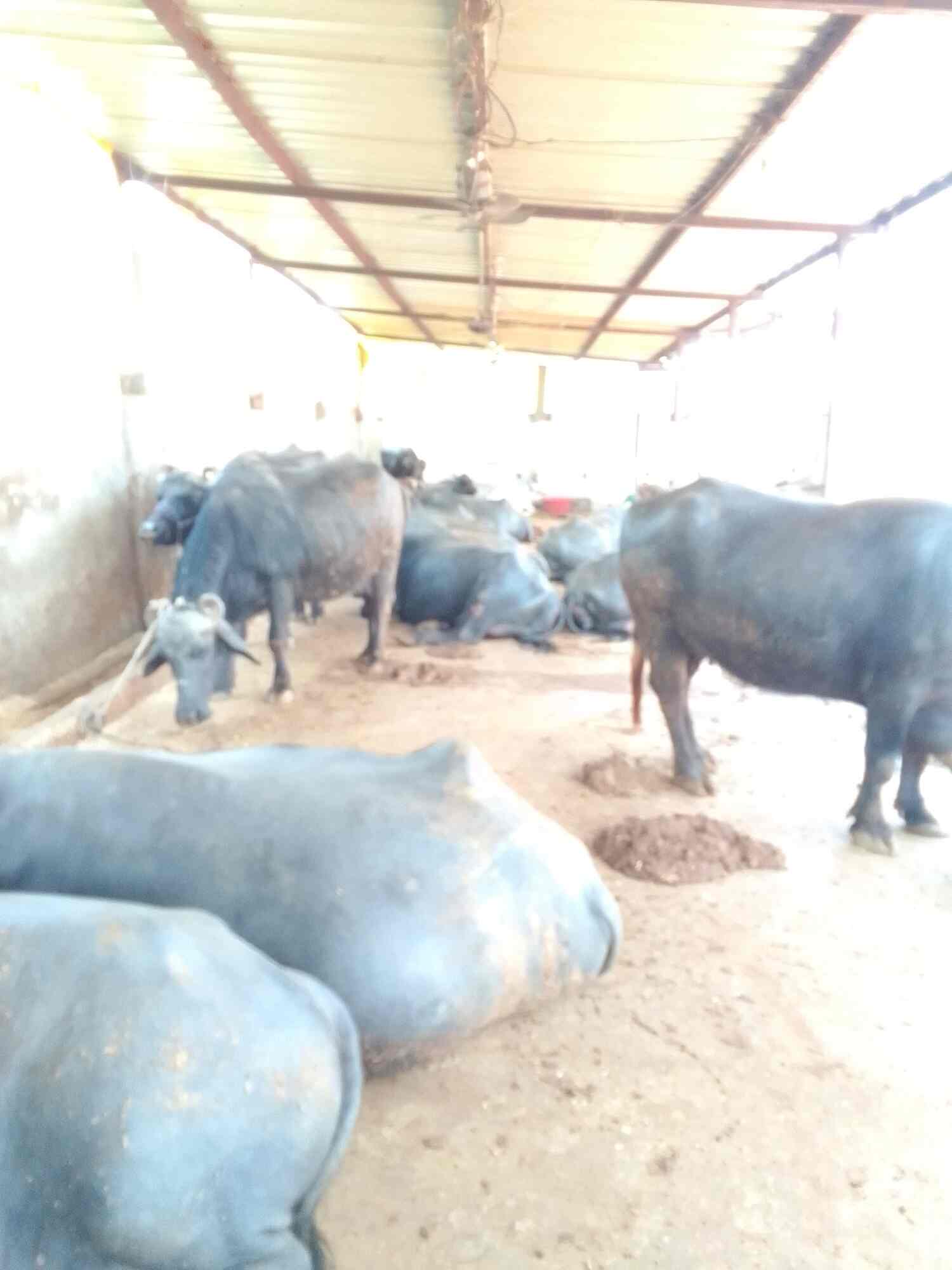 Raj Shree Dairy Farm in Ab Road,Dewas Best Dairy Farms in Dewas