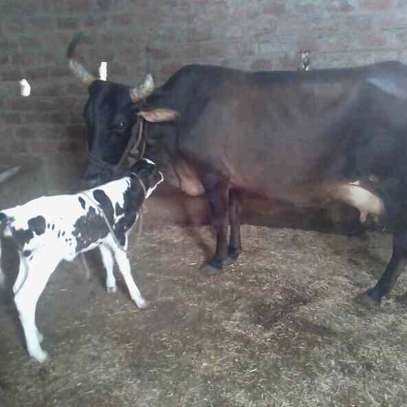 G P Dairy Farm in Hatod - Best Milk Dairy in Dhar - Justdial G P Dairy Farm in Hatod - Best Milk Dairy in Dhar - Justdial