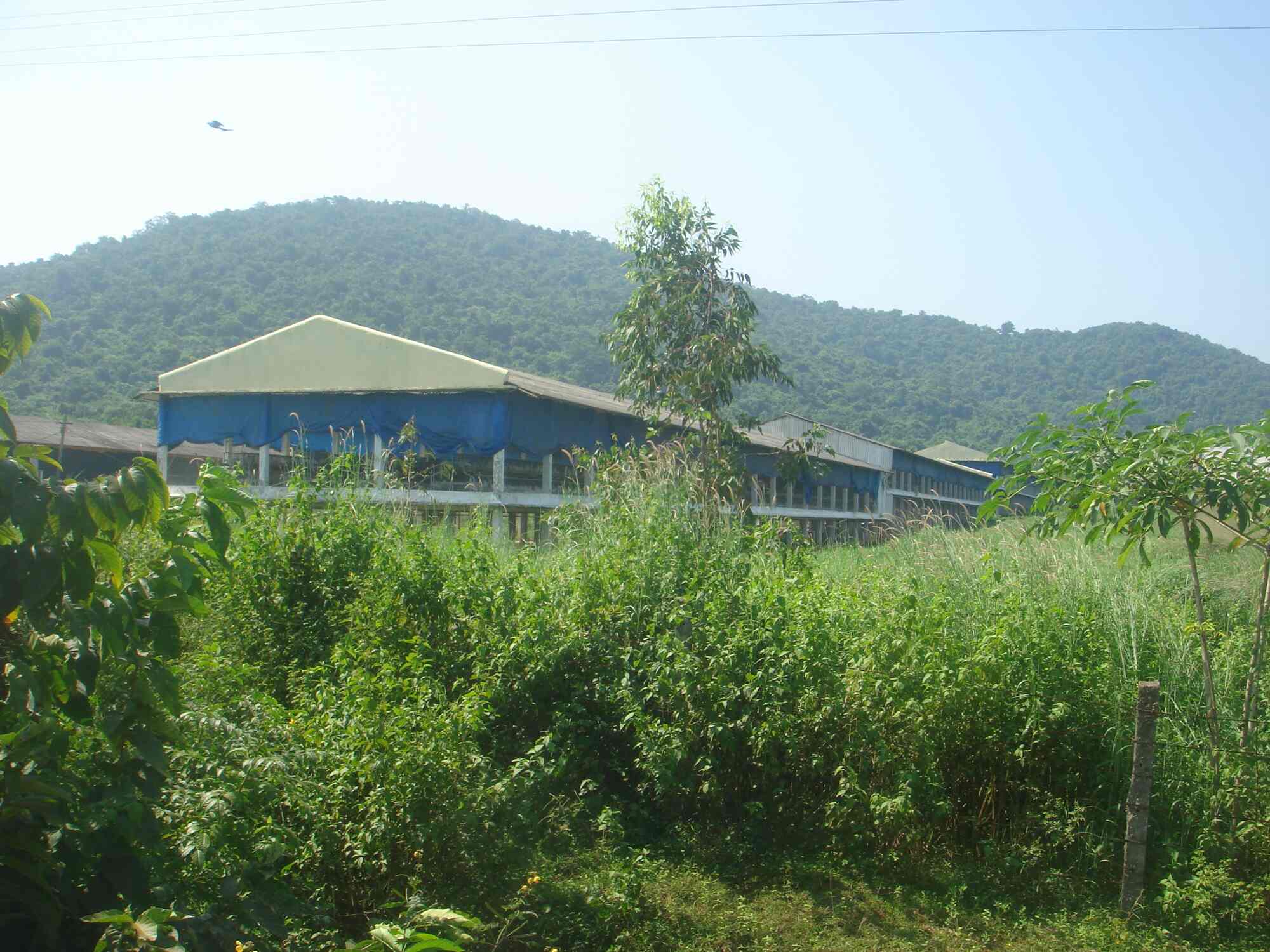 Top Pet Clinics in Keonjhar Best Veterinary Clinic near me Justdial