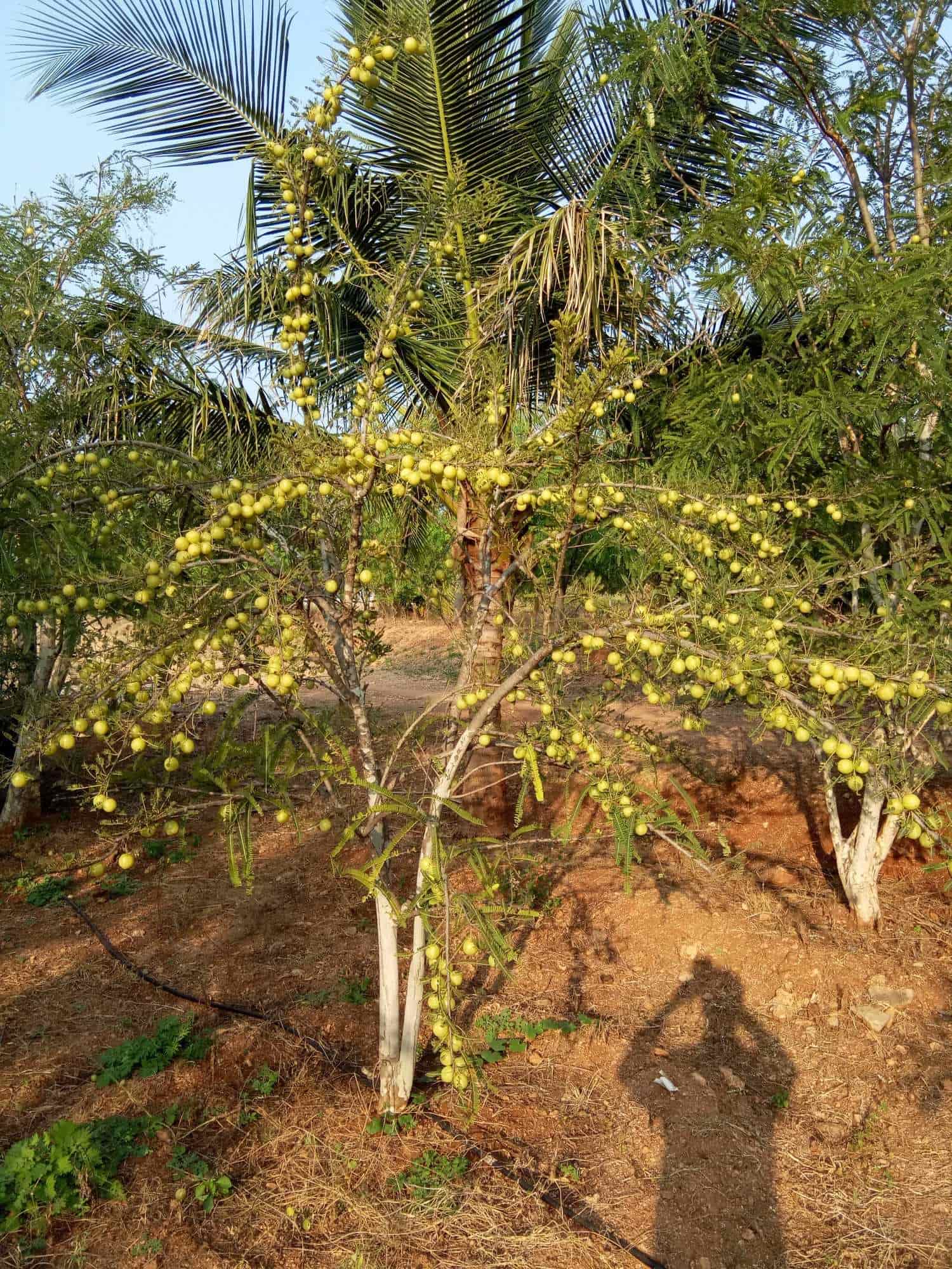 Top Estate Agents For Residence in Oddanchatram Best Property Dealers