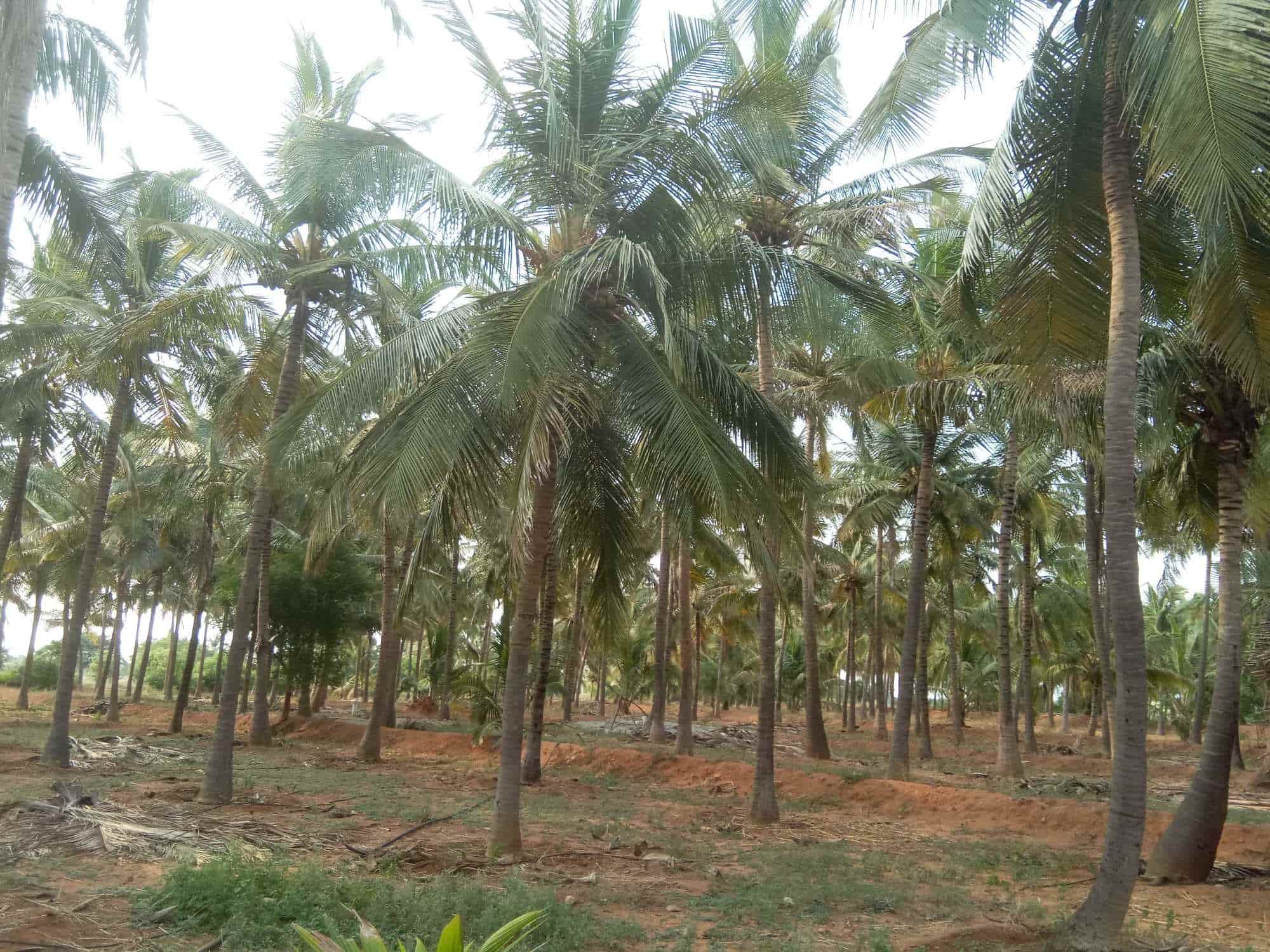 Top Estate Agents For Residence in Oddanchatram Best Property Dealers