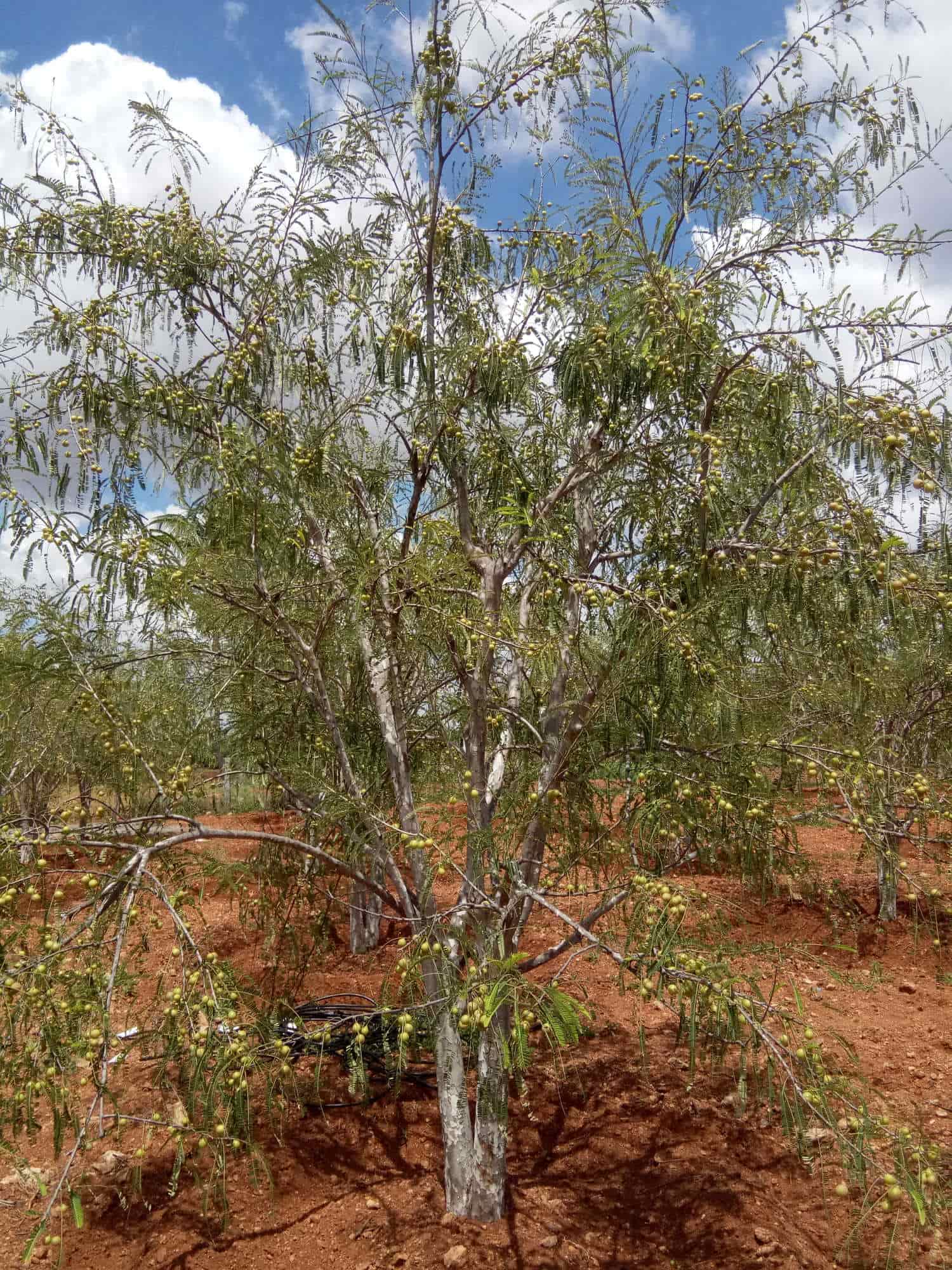 Top Estate Agents For Residence in Oddanchatram Best Property Dealers