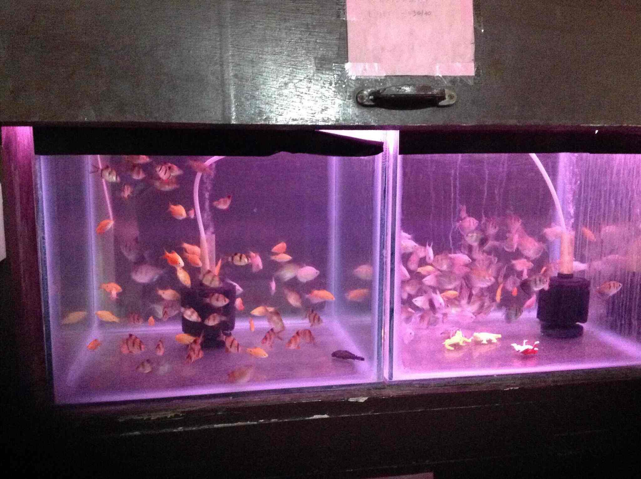 Top Pet Shops in Dindigul Best Pet Store near me Justdial