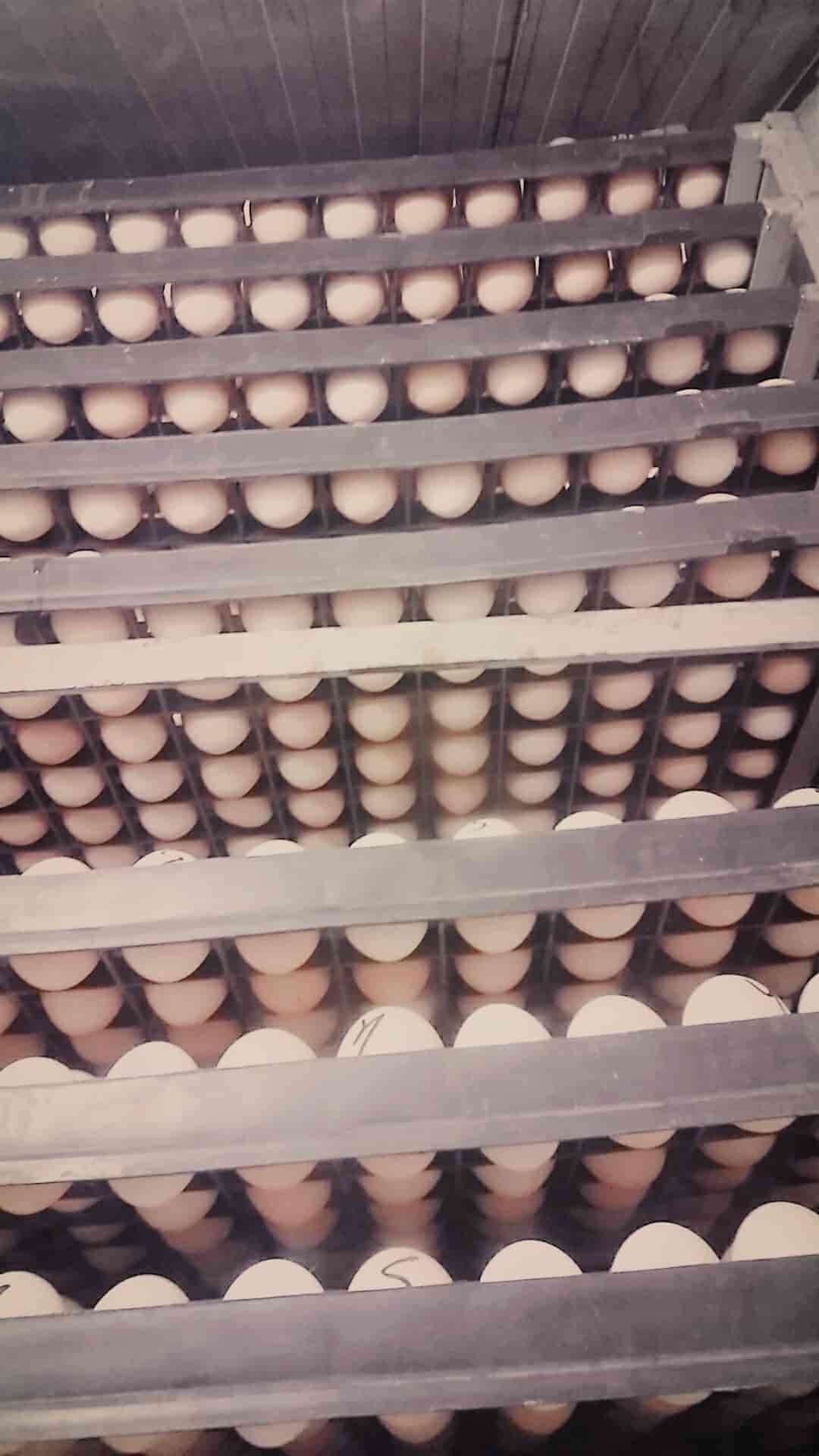 Top Poultry Farms in Chanpatia Best Chicken Farms WestChamparan near