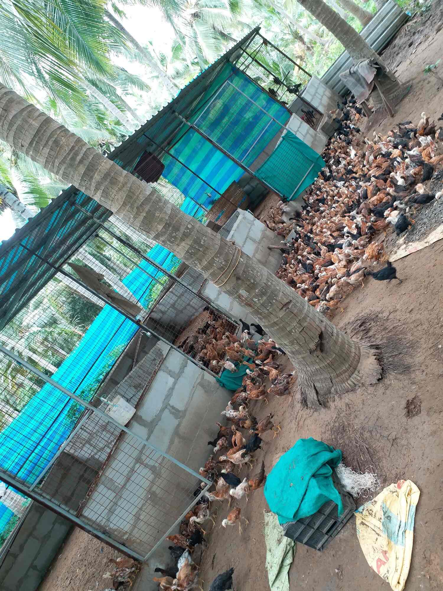 Top Pet Shops in EastGodavari Best Pet Store near me Justdial