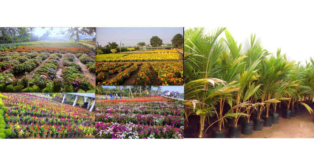 Kadiyam Nursery in Kadiyapulanka,East Godavari Best Plant Nurseries