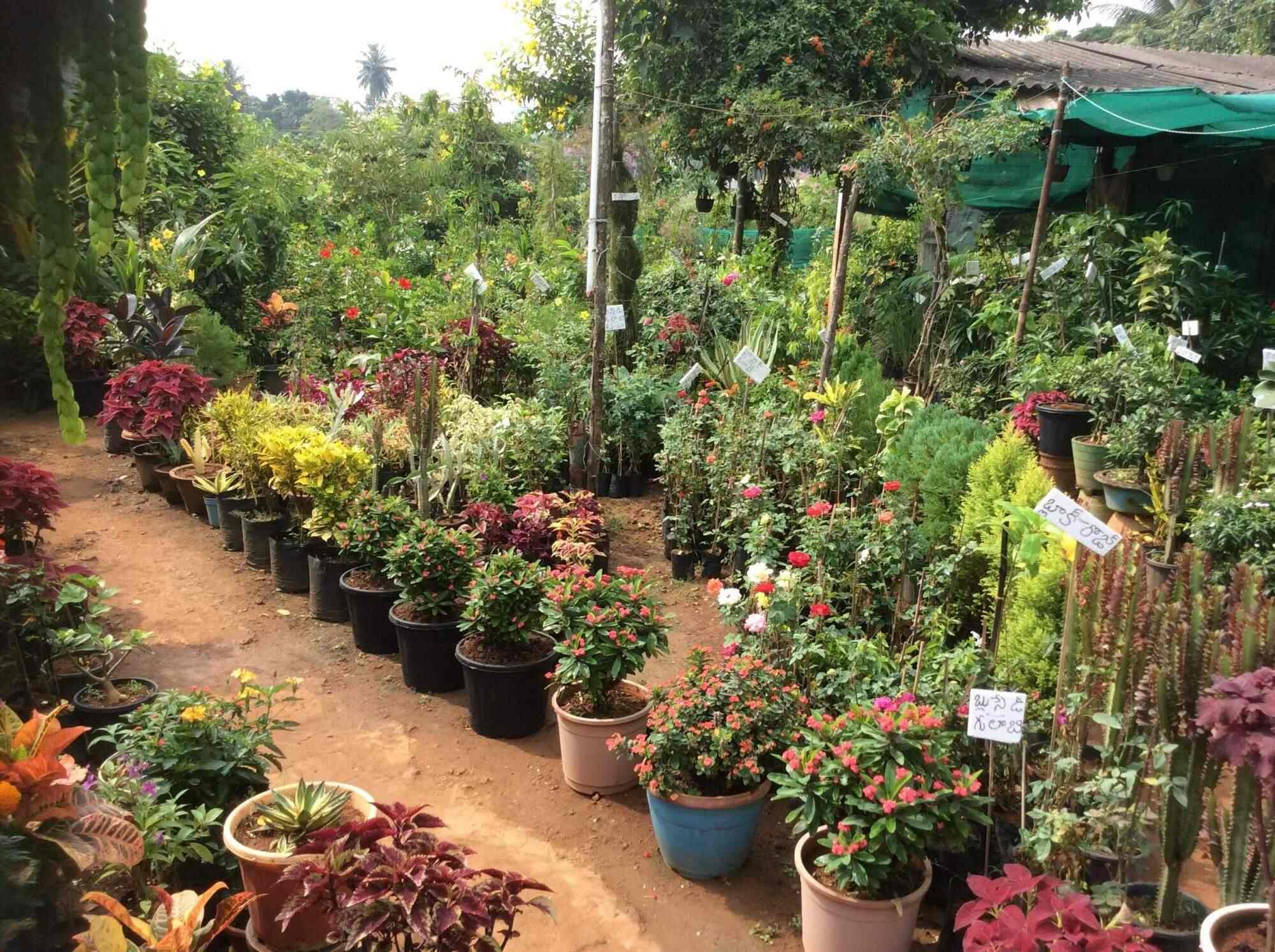 Aruna Nursery in Draksharamam,East Godavari - Best Plant Nurseries near me  in East Godavari - Justdial