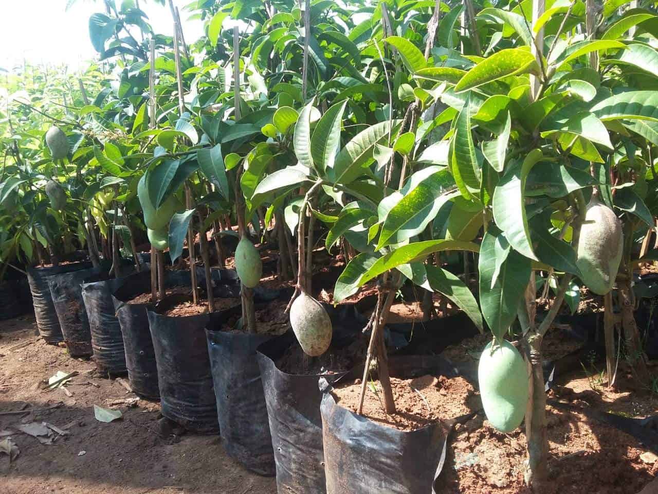 Top Indoor Plant Nursery in Nizamabad Best Plant Nurseries Justdial