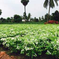 Top Grafted Fruit Plant Nurseries in Kadiyam, East Godavari - Justdial