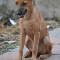 Dhyan Foundation Animal Shelter in Mattancherry,Ernakulam - Best Animal Shelters in Ernakulam - Justdial Dhyan Foundation Animal Shelter in Mattancherry,Ernakulam - Best Animal Shelters in Ernakulam - Justdial
