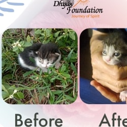Dhyan Foundation Animal Shelter in Mattancherry,Ernakulam - Best Animal Shelters in Ernakulam - Justdial Dhyan Foundation Animal Shelter in Mattancherry,Ernakulam - Best Animal Shelters in Ernakulam - Justdial