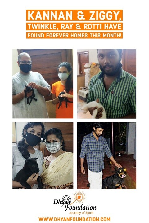 Dhyan Foundation Animal Shelter in Mattancherry,Ernakulam - Best Animal Shelters in Ernakulam - Justdial Dhyan Foundation Animal Shelter in Mattancherry,Ernakulam - Best Animal Shelters in Ernakulam - Justdial