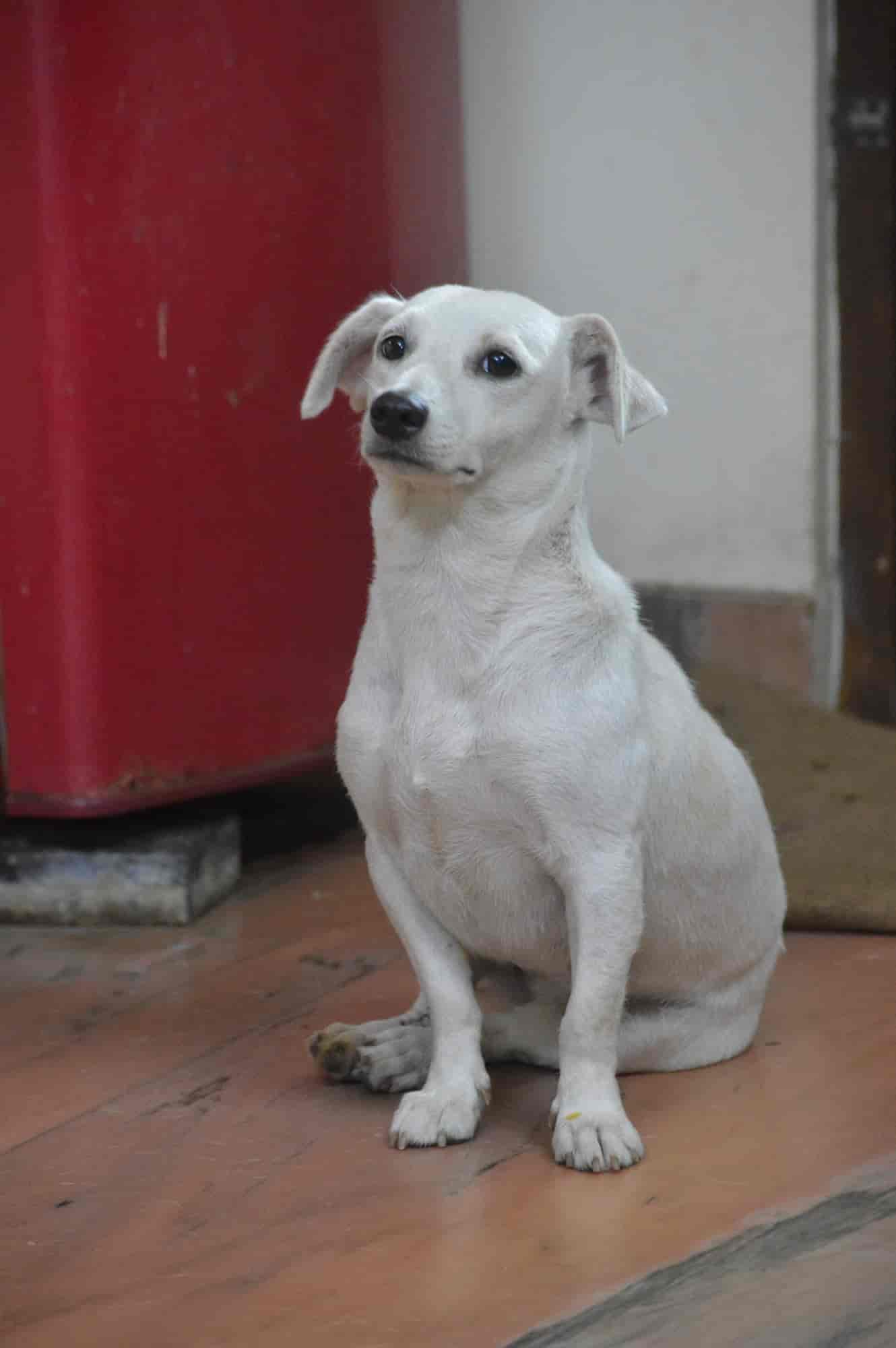 Dhyan Foundation Animal Shelter in Mattancherry,Ernakulam - Best Animal Shelters in Ernakulam - Justdial Dhyan Foundation Animal Shelter in Mattancherry,Ernakulam - Best Animal Shelters in Ernakulam - Justdial