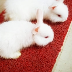 Top Rabbit Farming in Kochi - Best Rabbit Farm Kochi near me