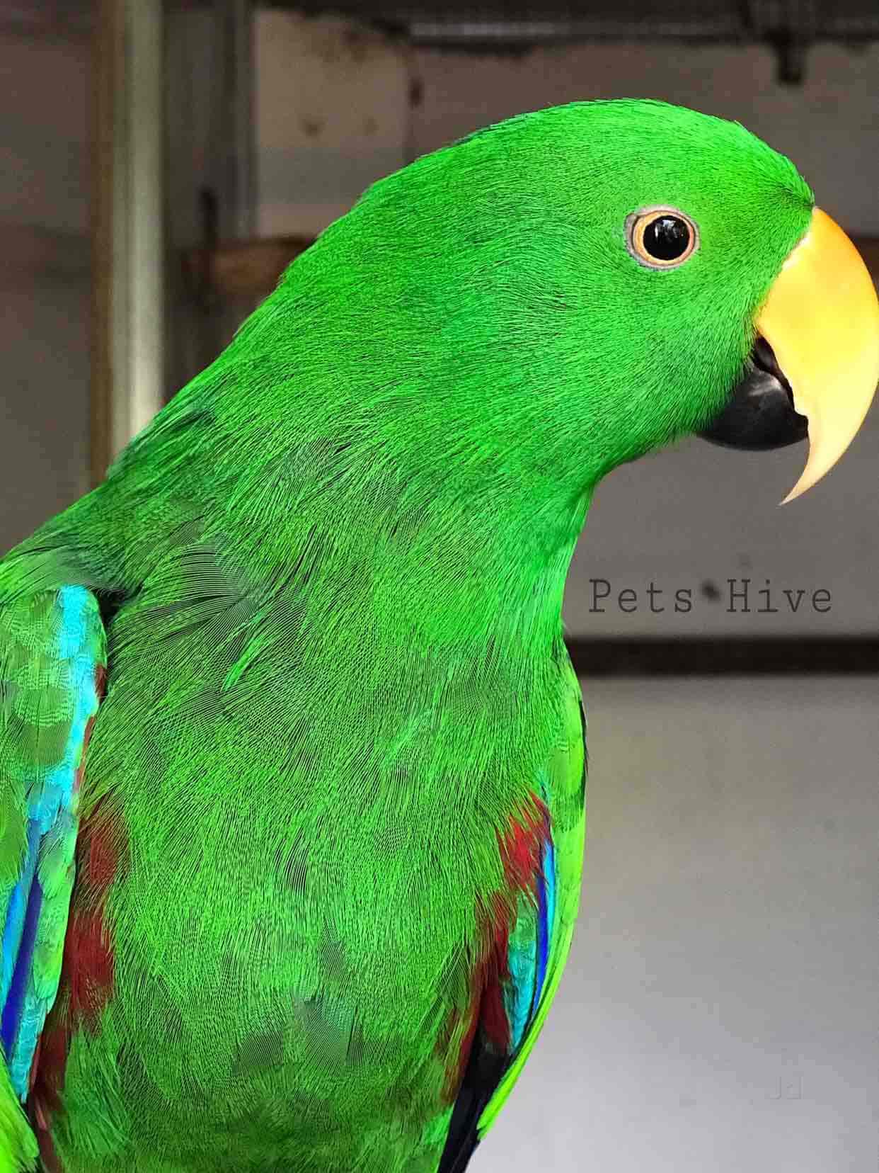 Top Pet Shops in Ernakulam Best Pet Store near me Justdial