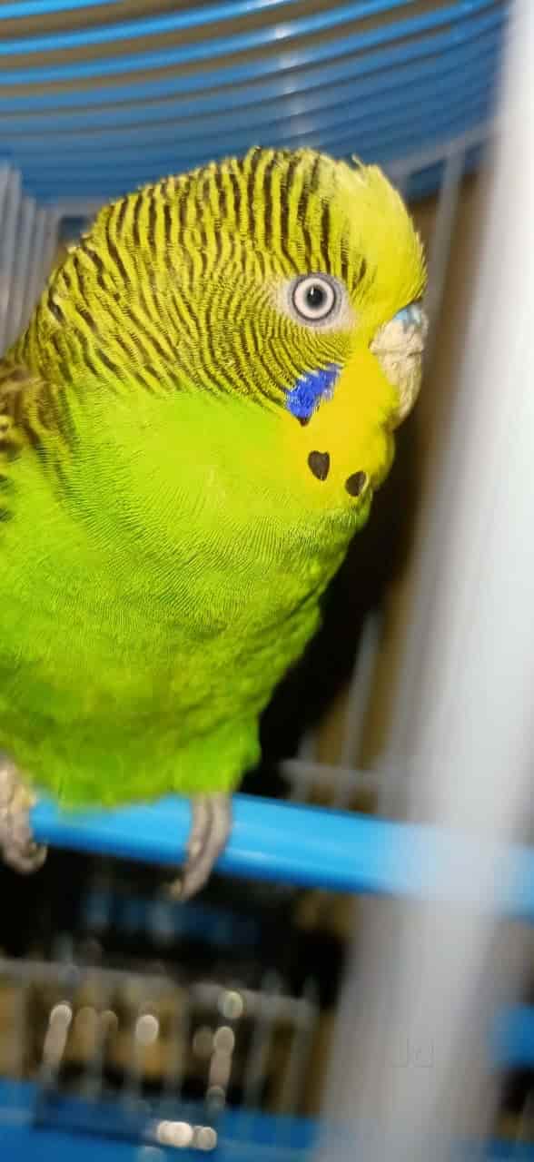 Top Pet Shops in Ernakulam Best Pet Store near me Justdial