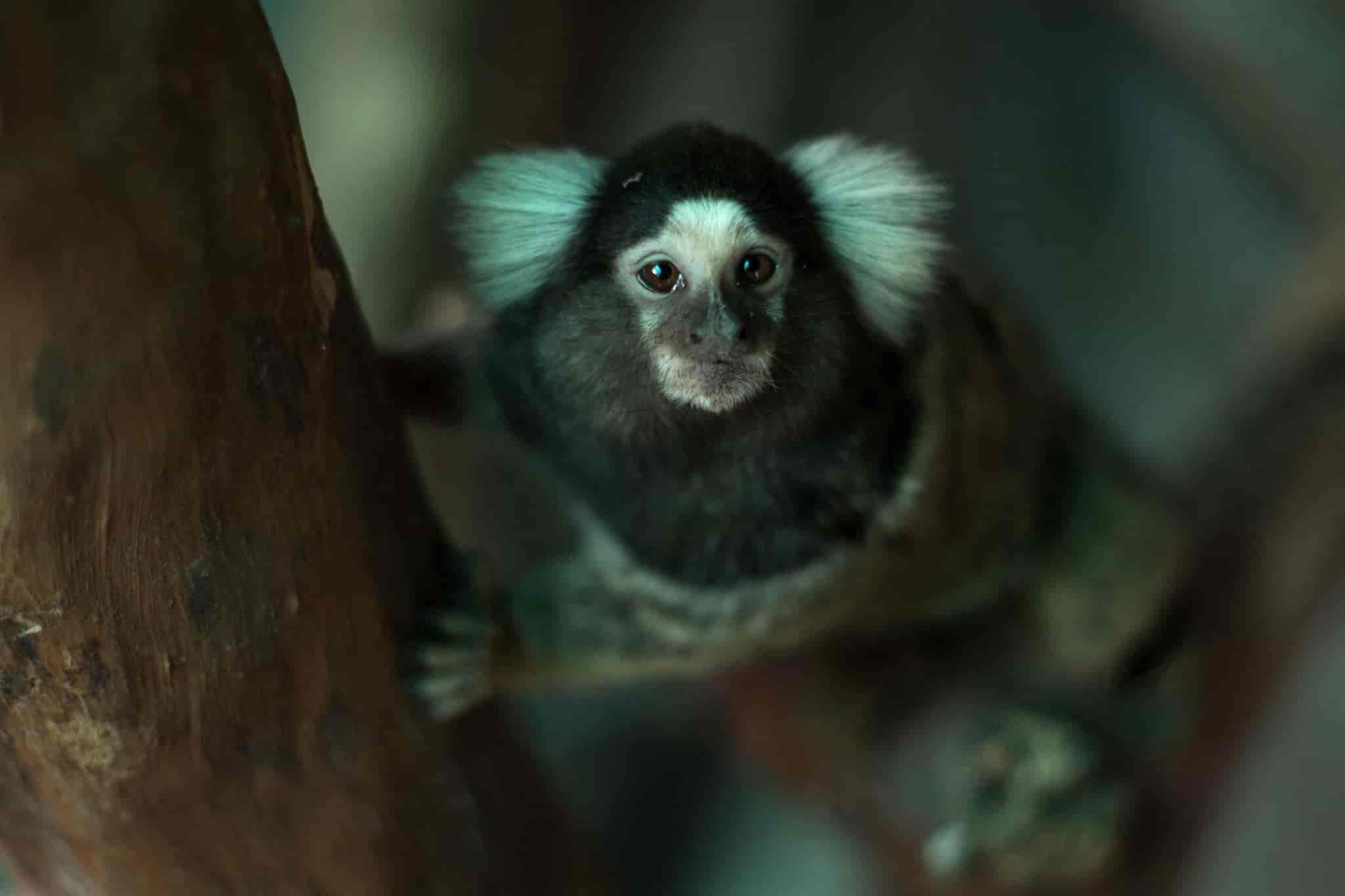 Top Pet Shops in Ernakulam Best Pet Store near me Justdial