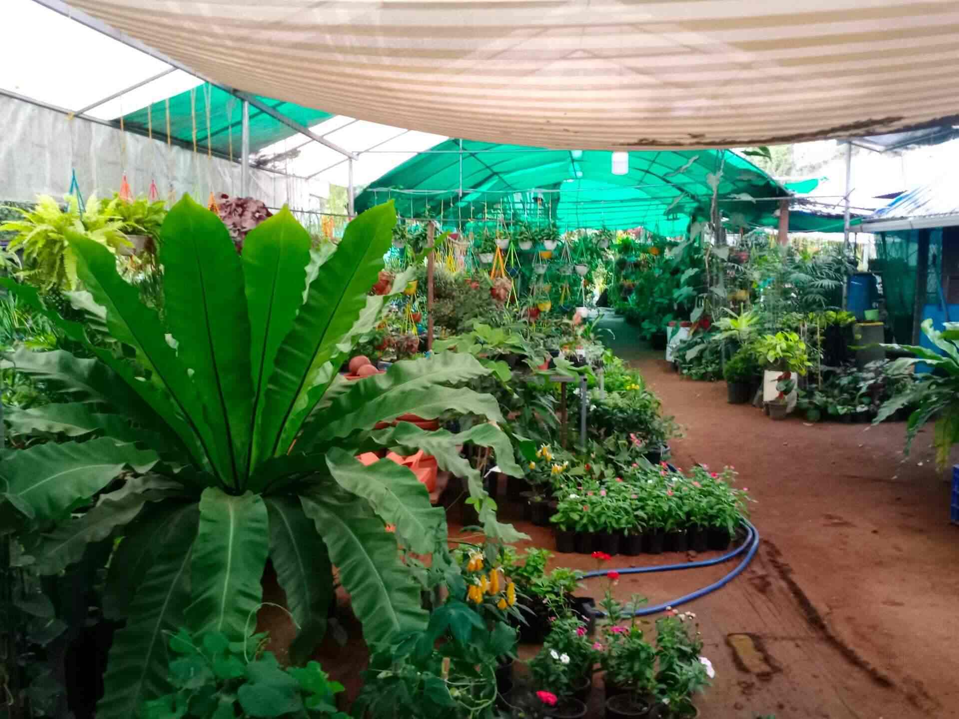 Nila Gardens in Paravur,Ernakulam Best Plant Nurseries in Ernakulam Justdial