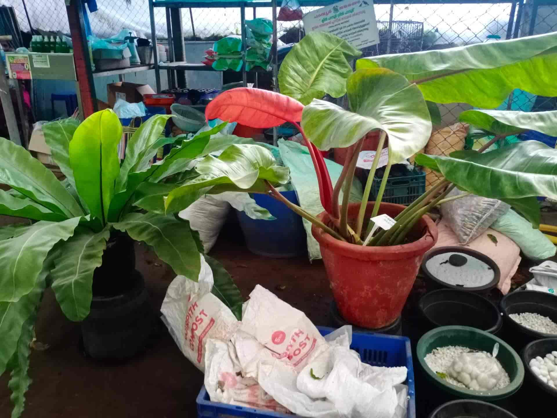 Nila Gardens in Paravur,Ernakulam Best Plant Nurseries in Ernakulam Justdial