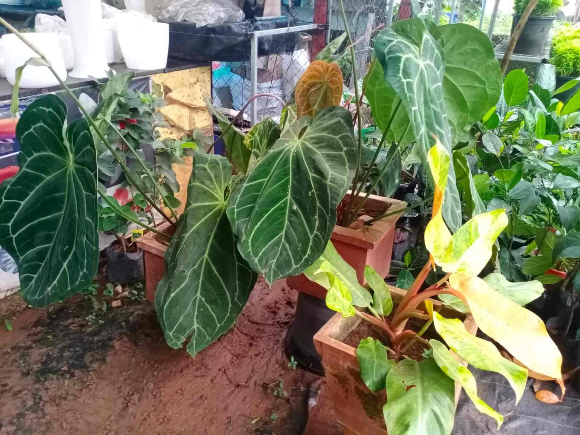 Nila Gardens in Paravur,Ernakulam Best Plant Nurseries in Ernakulam Justdial