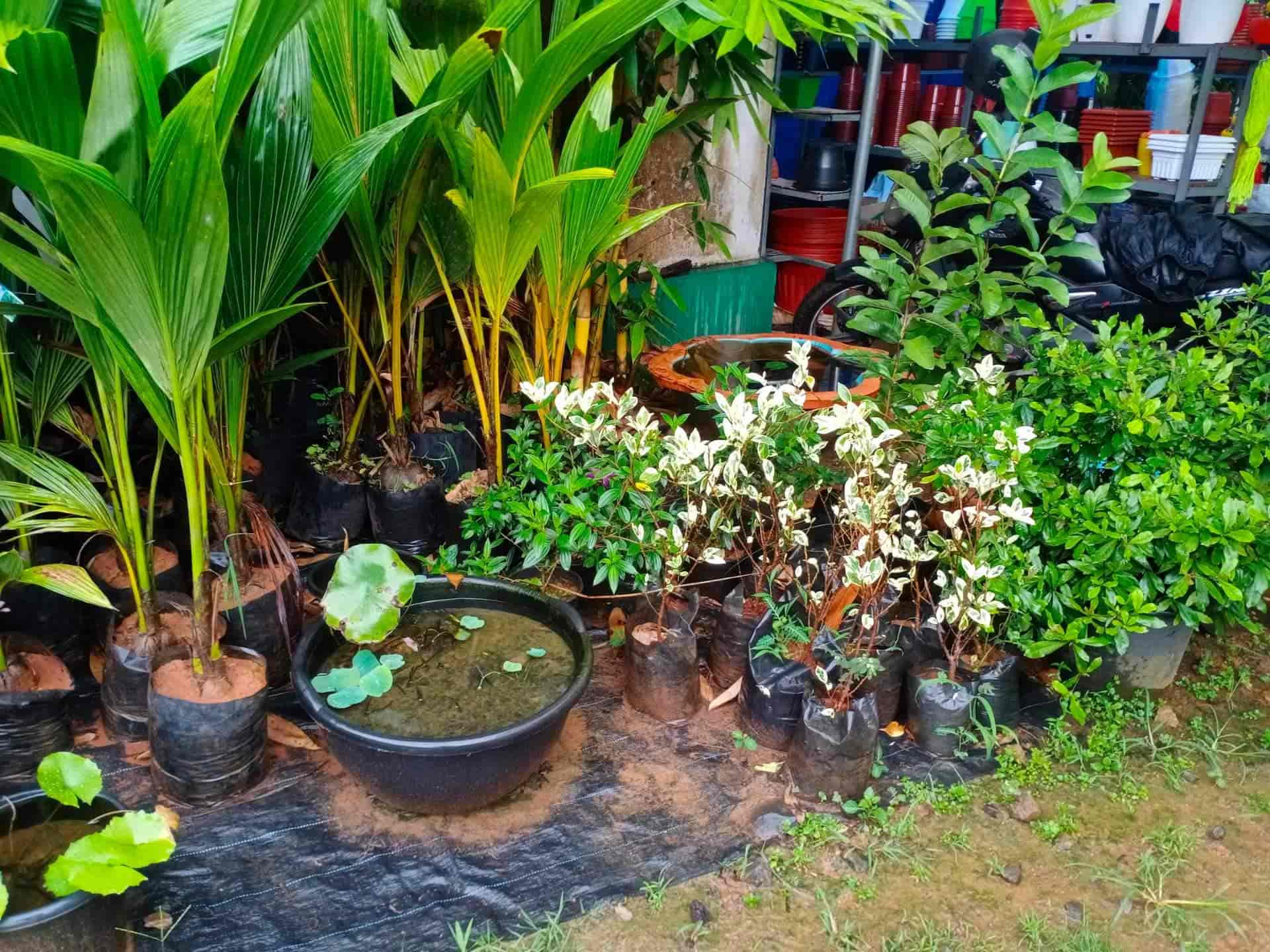Nila Gardens in Paravur,Ernakulam Best Plant Nurseries in Ernakulam Justdial