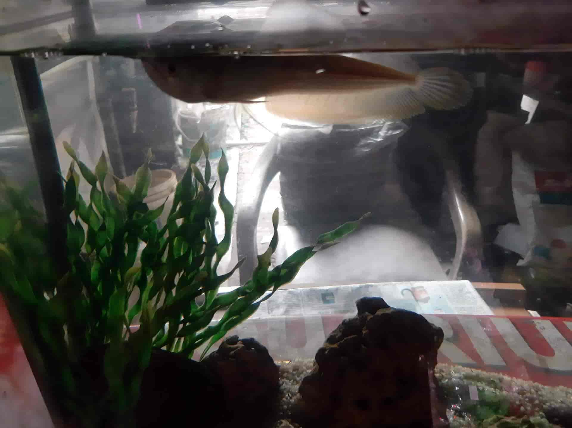 Top Aquarium Fancy Guppy Fish Dealers in Ernakulam near me Justdial