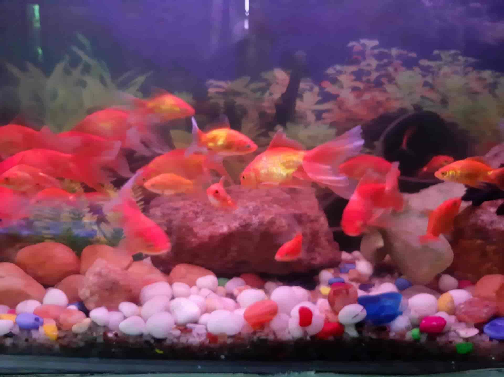 Top Aquarium Fancy Guppy Fish Dealers in Ernakulam near me Justdial