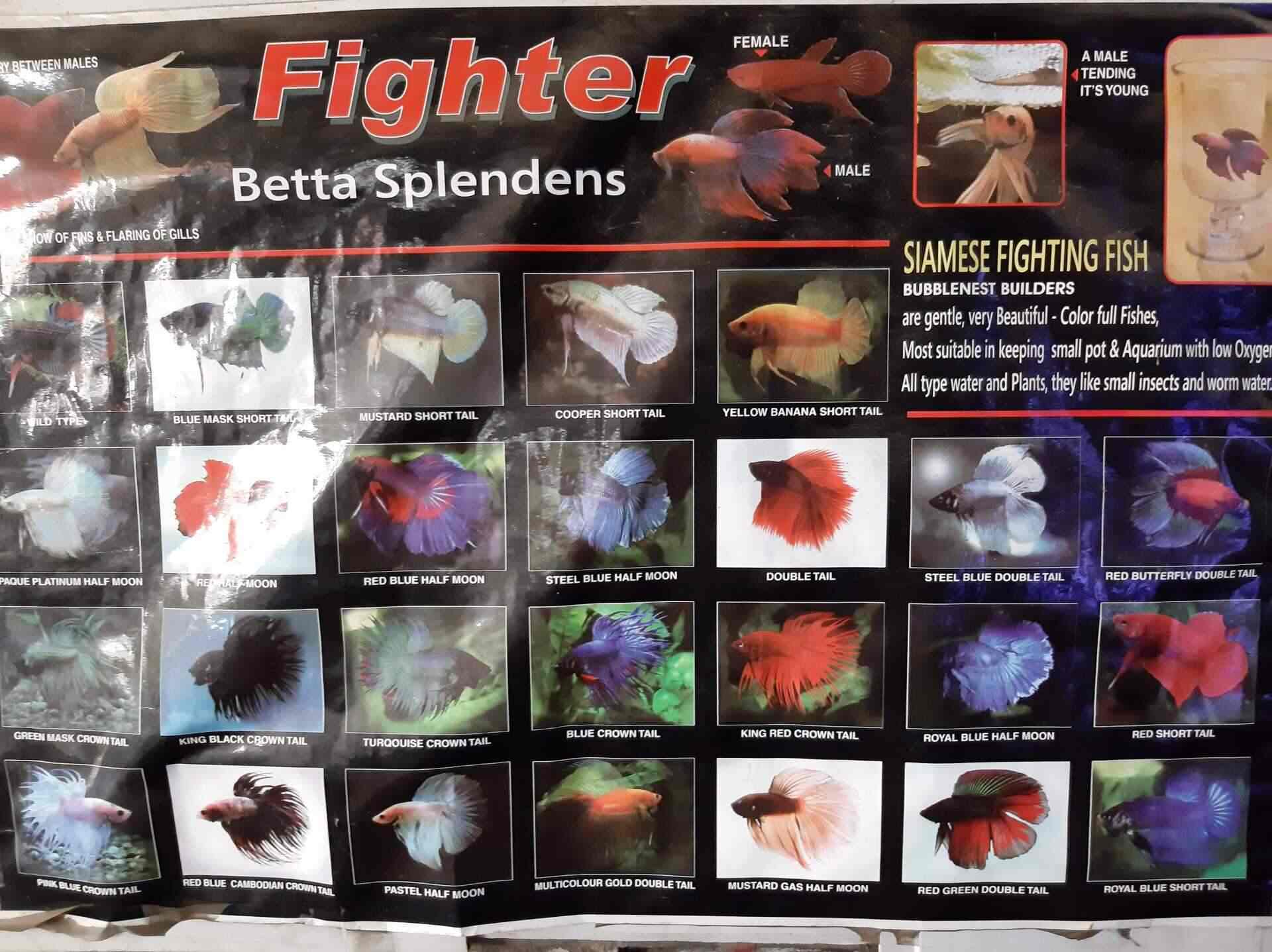 Top Aquarium Fancy Guppy Fish Dealers in Ernakulam near me Justdial