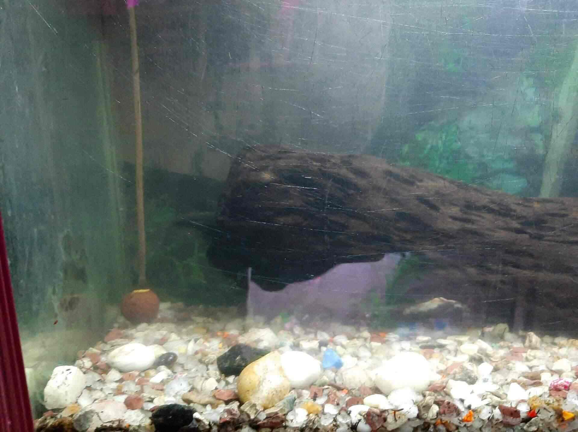 Top Aquarium Fancy Guppy Fish Dealers in Ernakulam near me Justdial